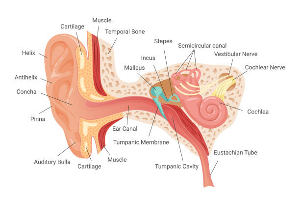 Ear and Their functions