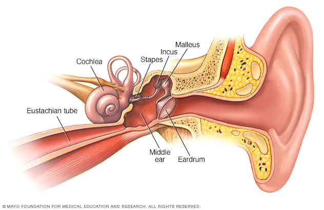 Middle Ear and their functions